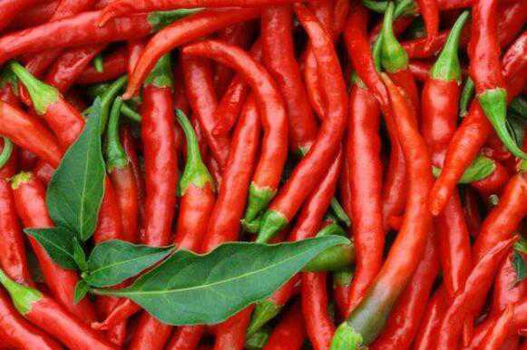辣椒的营养价值及功效 水果辣椒的营养价值及功效