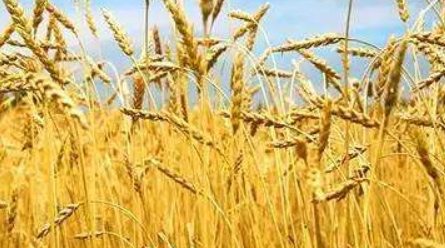 小麦品种介绍 丰德存20小麦品种介绍