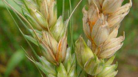 小麦灰霉病症状 小麦灰霉病农业防治方法