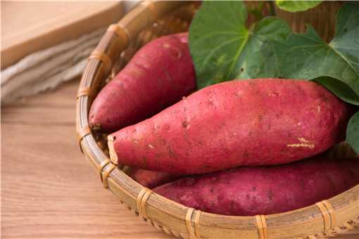 红薯种植的方法与时间