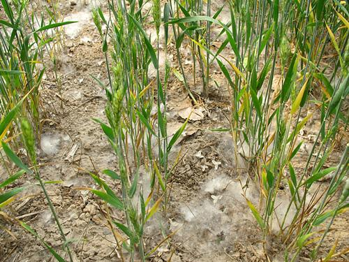 小麦干旱防治方法（小麦干旱防治方法有哪些）