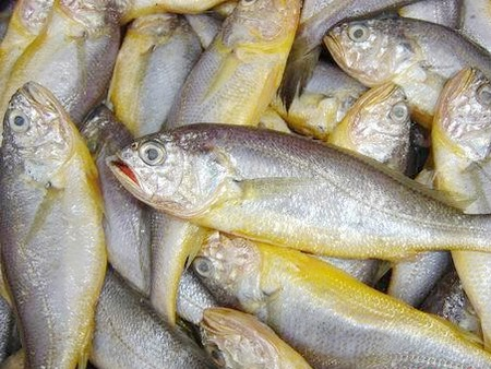 黄花鱼的营养价值，吃黄花鱼的好处 黄花鱼的营养价值,吃黄花鱼的好处是什么