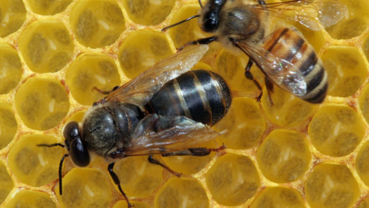 无刺蜂蜜的治疗作用 云南无刺蜂蜂蜜的作用