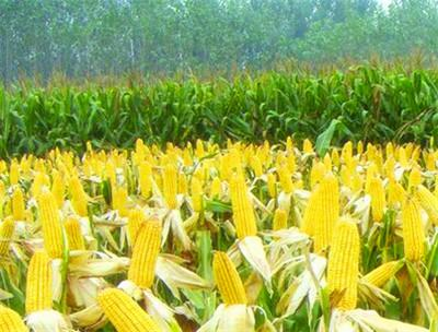 玉米亩产量有多少 玉米亩产量有多少吨
