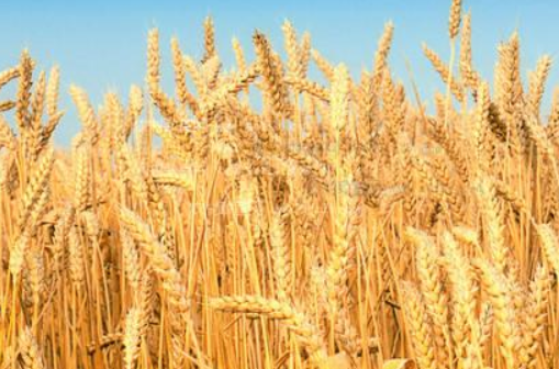 小麦的种植方法（小麦的种植方法和时间视频）