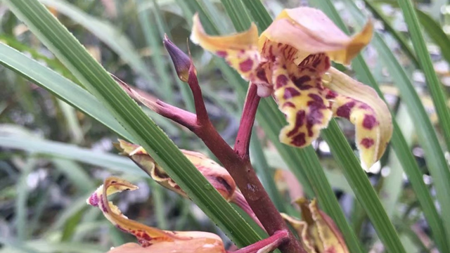 大花蕙兰花后管理 大花蕙兰花期管理