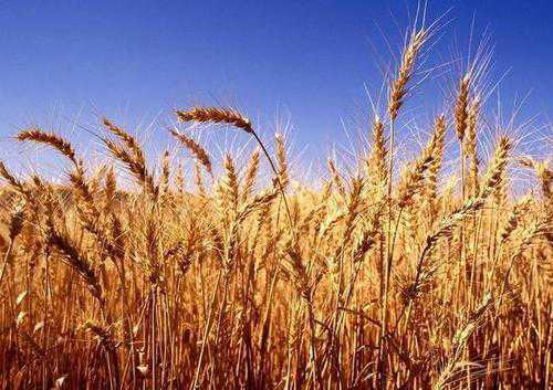 小麦亩产量多少斤 70年代小麦亩产量多少斤