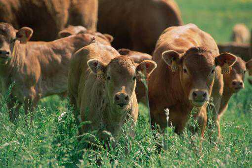 2021年养20头牛需要投资多少