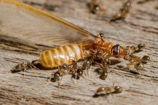 家里有白蚁怎么办能除根 家里有白蚁怎么办能除根吗 六个方法科学除蚁