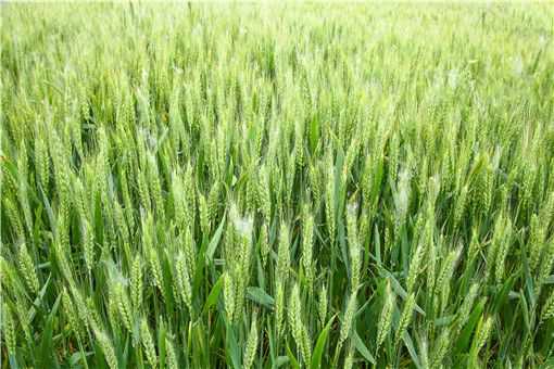 小麦高产种植技术要点有哪些 小麦高产栽培技术要点