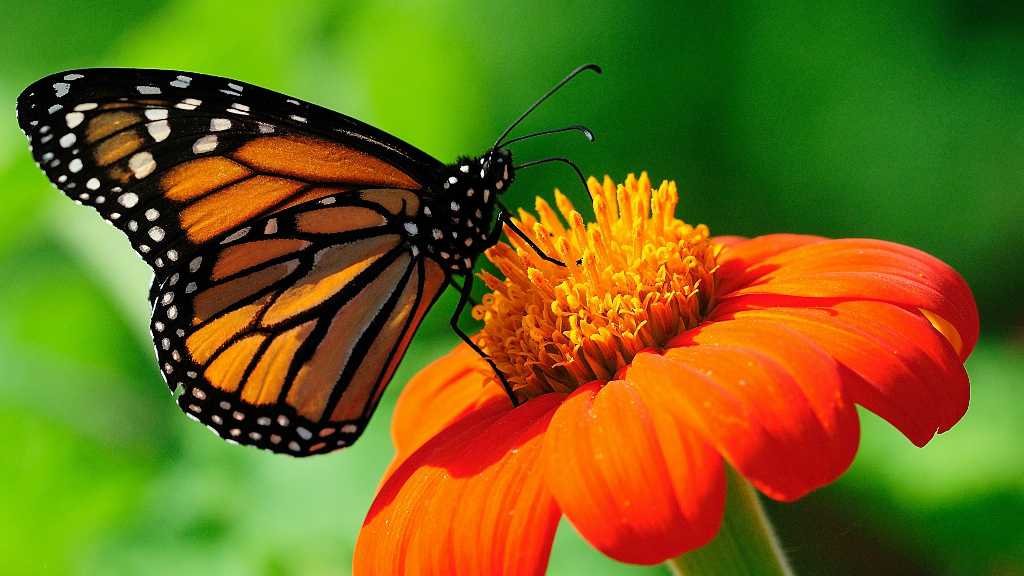 蝴蝶是益虫还是害虫，蝴蝶是什么变成的？