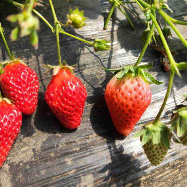 草莓什么时候种植最好 盆栽草莓什么时候种植最好