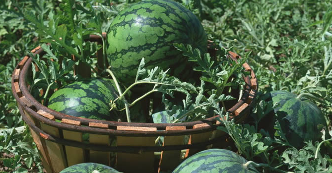 西瓜种子怎样催芽 西瓜的五种催芽方法是什么