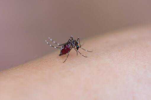 蚊子喜欢什么血型
