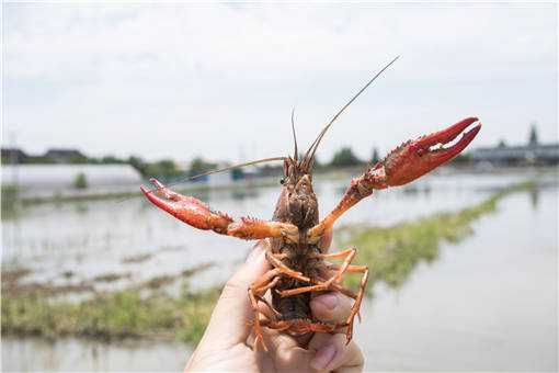梅雨季小龙虾养殖管理方法