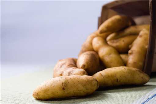 发芽的马铃薯含有什么毒素
