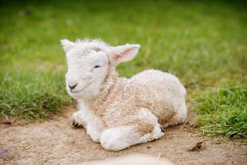 2020年活羊价格预测分析：养殖能赚钱吗？