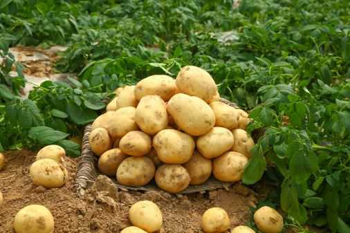 土豆播种时间和技术要点介绍（土豆的播种时间和收获时间）