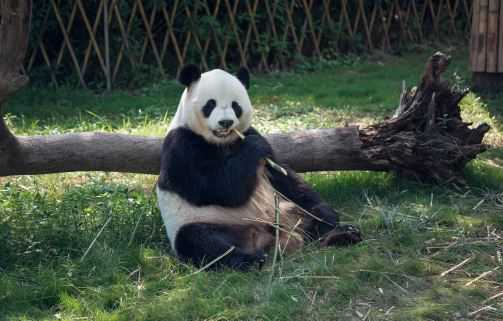 熊猫主要吃什么食物