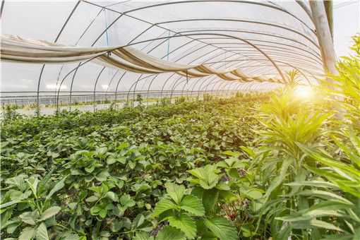 草莓大棚栽培技术要点有哪些 草莓大棚的种植与管理技术要点