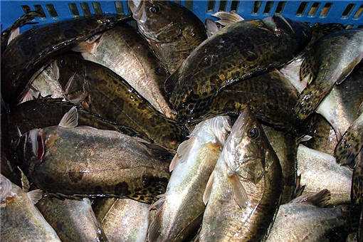 2020年鳜鱼多少钱一斤