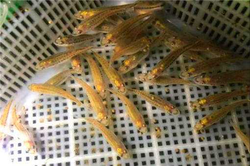 2020年加州鲈鱼价格多少钱一斤 加州鲈现在多少钱一斤