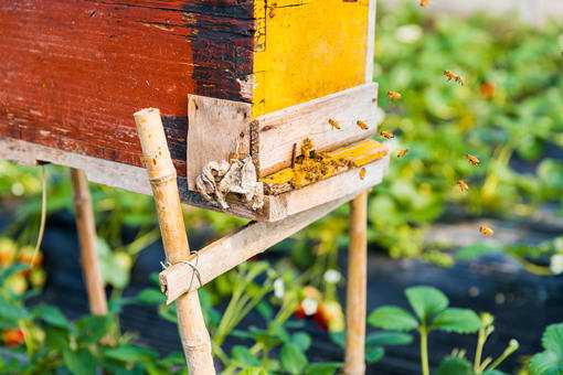 新手养殖蜜蜂要注意什么