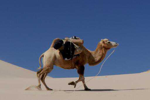澳大利亚射杀骆驼的原因是什么 澳大利亚射杀骆驼的原因是什么意思