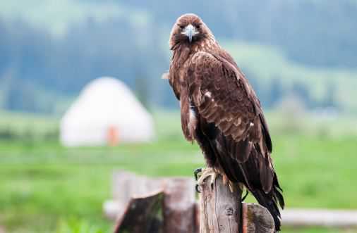 猛禽老鹰的尾巴有什么作用 猛禽老鹰的尾巴有什么作用和功能