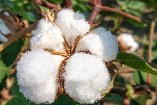 新疆棉花最新价格是多少钱一斤（新疆棉花什么价格）