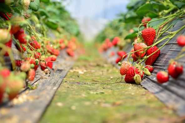 现在草莓价格大概多少钱一斤 现在草莓价格大概多少钱一斤呢