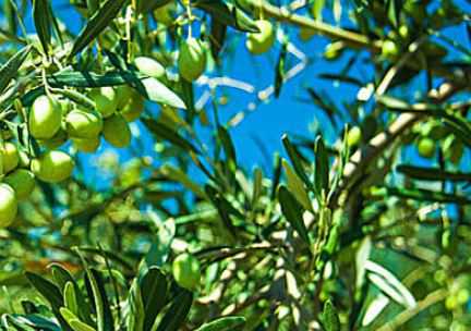 橄榄树一般什么时间种 橄榄树苗什么时候种最好