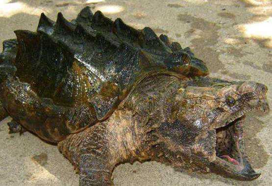 鳄鱼龟多少钱一斤?寿命有多长