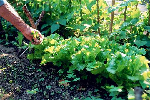 2020年农村种野菜赚钱吗（农村种野菜能赚钱吗）