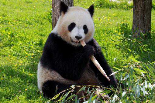 熊猫能活多少年 熊猫能活多少年?熊猫为什么有黑眼圈?