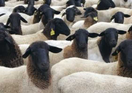 种羊大概多少钱一只（种羊多少钱一只?）