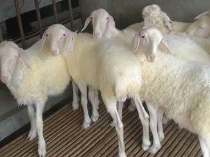 新手养羊的羊圈建造要注意什么（新手养羊的羊圈建造要注意什么问题）