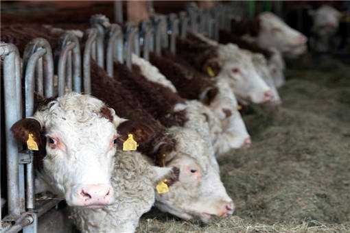 春季养牛的寄生虫病防治方法有哪些（春季养牛的寄生虫病防治方法有哪些呢）
