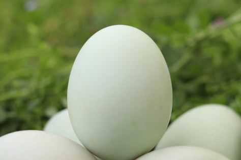 2020年鸭蛋批发价格是多少钱一斤 鸭蛋现在市场价多少钱1斤