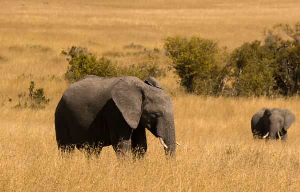 大象的尾巴有什么作用 大象的尾巴有什么作用的短视频