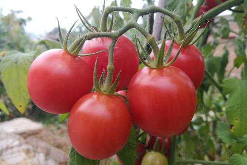 番茄从播种到结果需要多久 番茄从播种到成熟需要多少时间