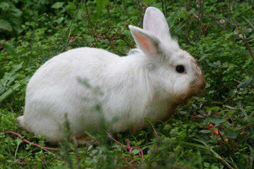 兔子能活多少年