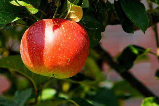 苹果多少钱一斤