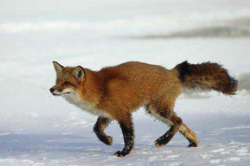 大兴安岭红狐是保护动物吗 大兴安岭红狐狸