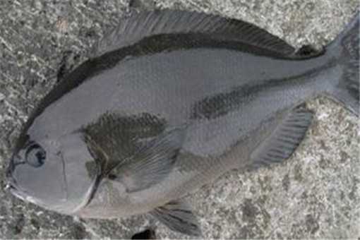 黑毛鱼市场价格多少钱一斤 现在黑鱼市场价钱多少钱一斤