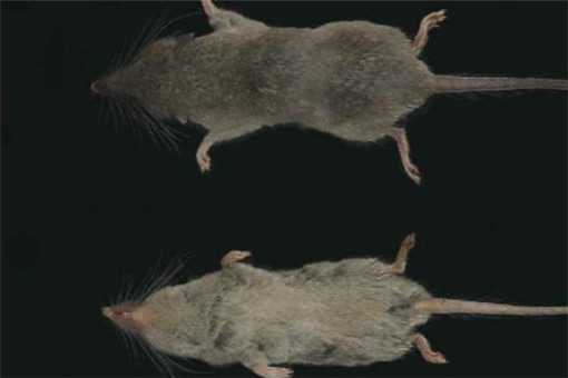 安徽黄山发现两个哺乳类新物种！两个新物种叫什么名字？附详细介
