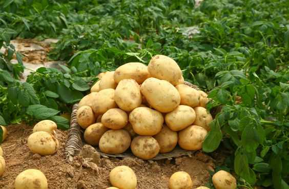现在土豆价格大概多少钱一斤 现在土豆的价格多少钱一斤