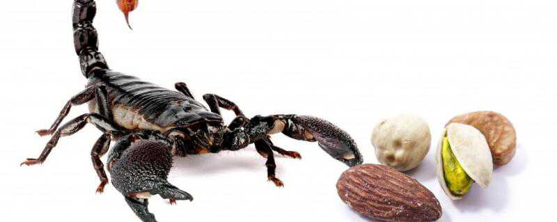 蝎子可以生吃吗 生吃蝎子可以吃吗