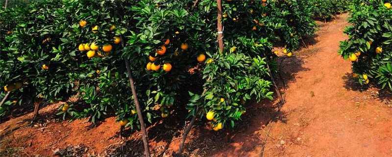 脐橙果树几年结果（脐橙种植几年结果）