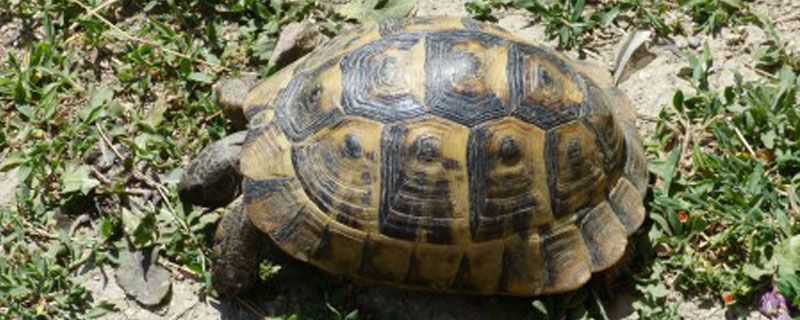 石板龟和草龟的区别